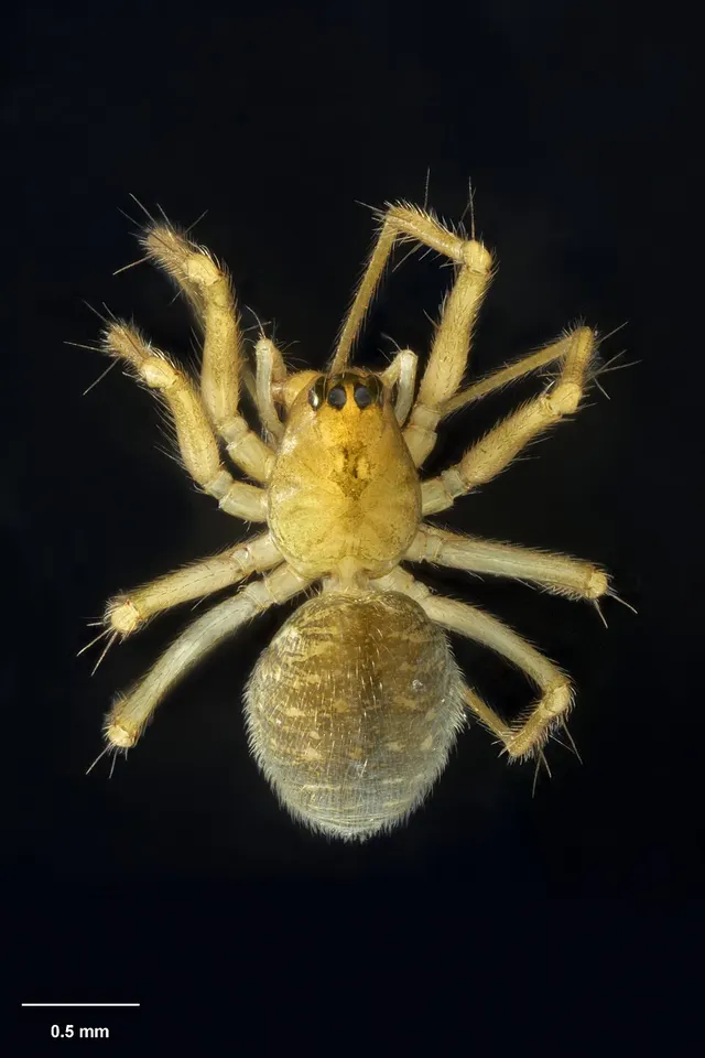 Novalaetesia