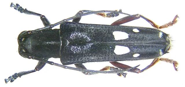Glenea atriceps