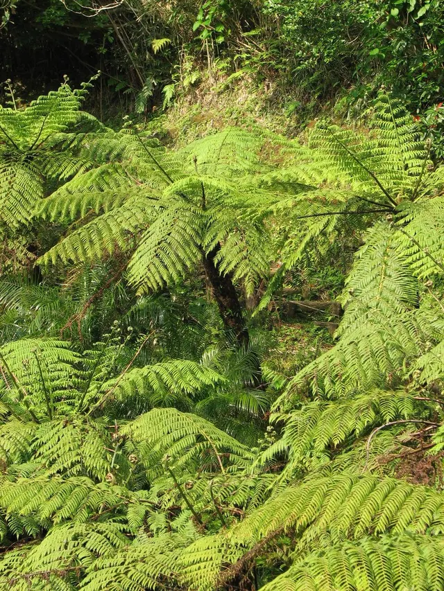 Alsophila spinulosa