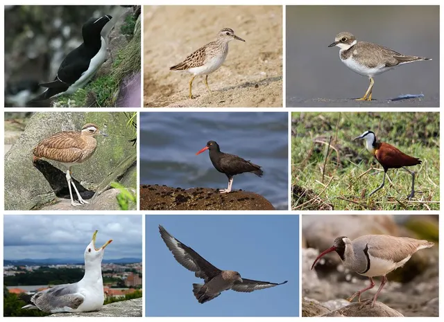 Charadriiformes