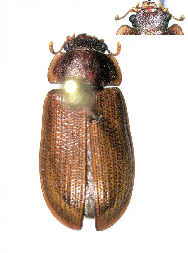 Promanus depressus