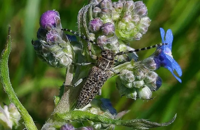 Phytoecia tigrina