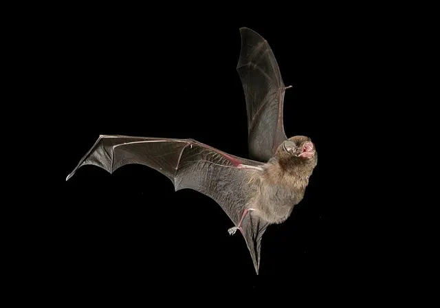 Southern bent-wing bat