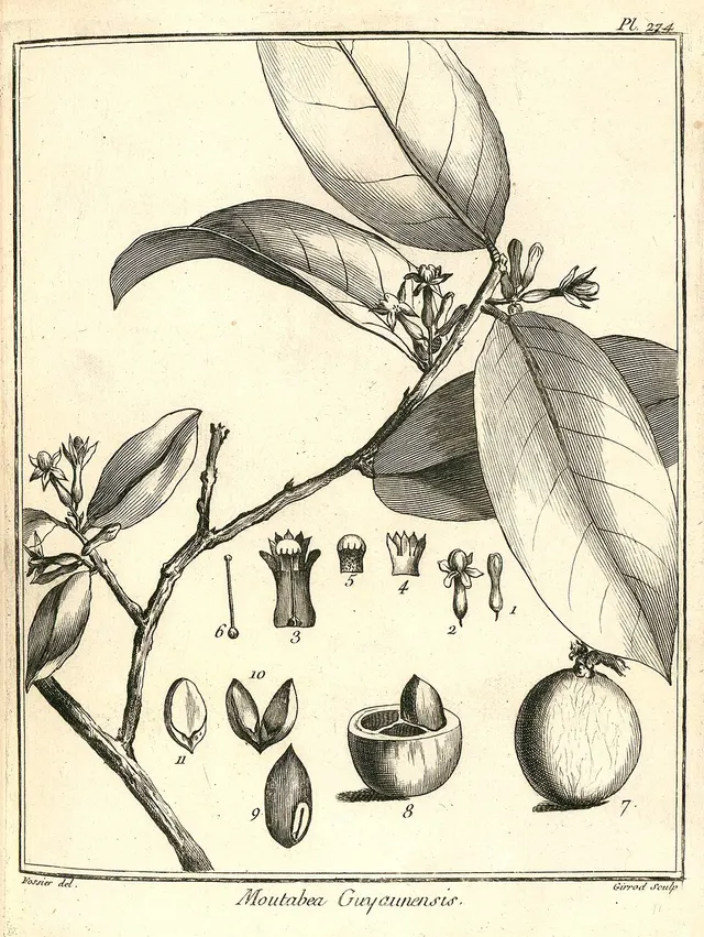 Moutabea
