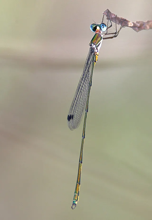 Synlestes tropicus