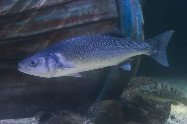 European seabass