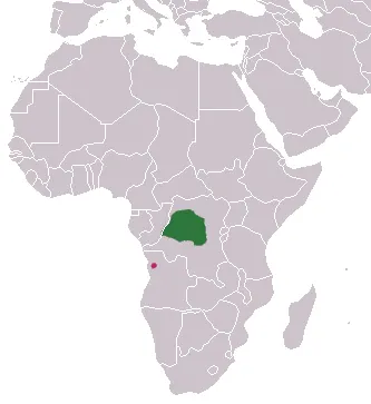 Angolan kusimanse