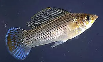 Poeciliinae