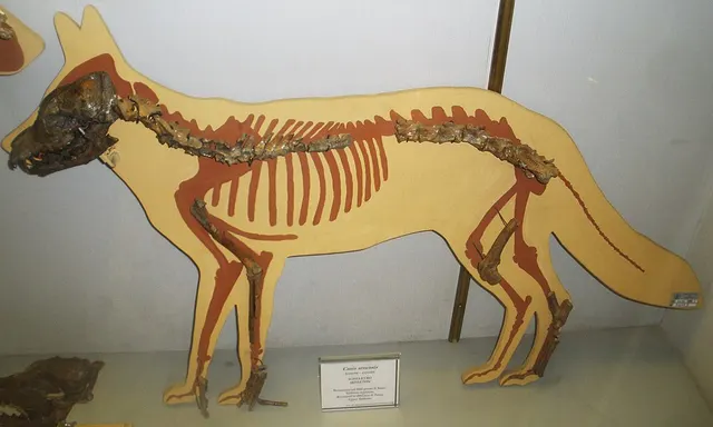 Canis arnensis