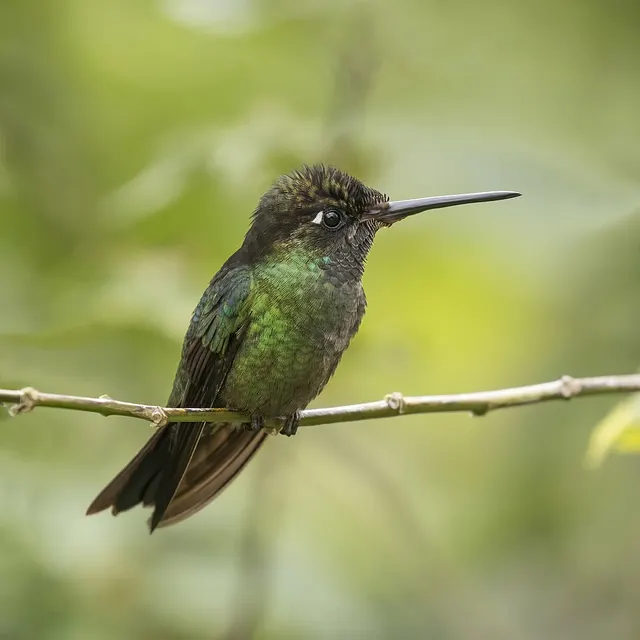 Colibri de la Talamanca