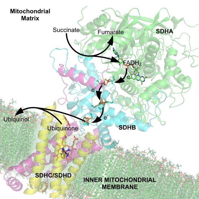 Cofactor