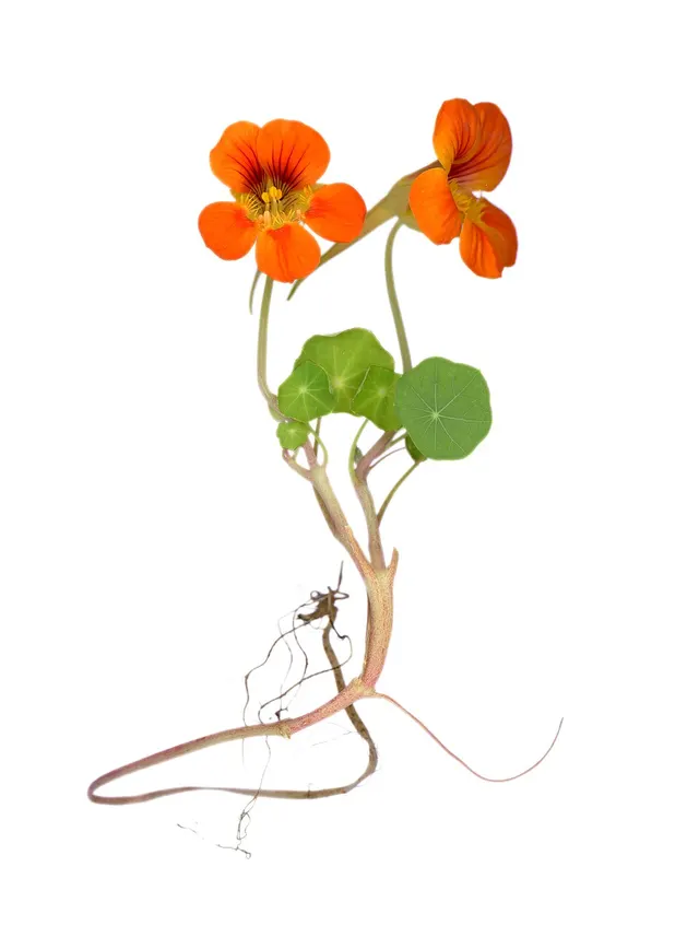 Tropaeolum
