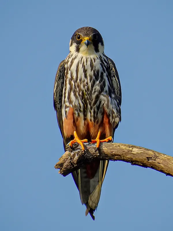 Falcon