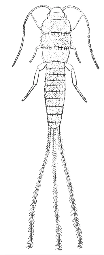 Lepidotrix