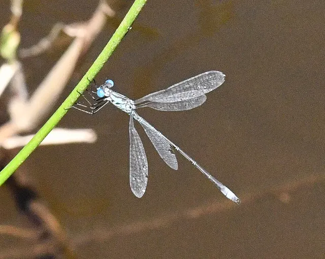 Lestes paulistus