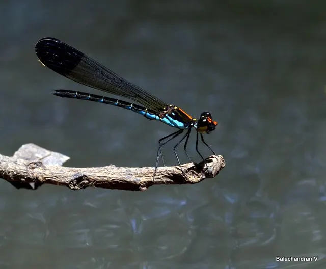 Calocypha