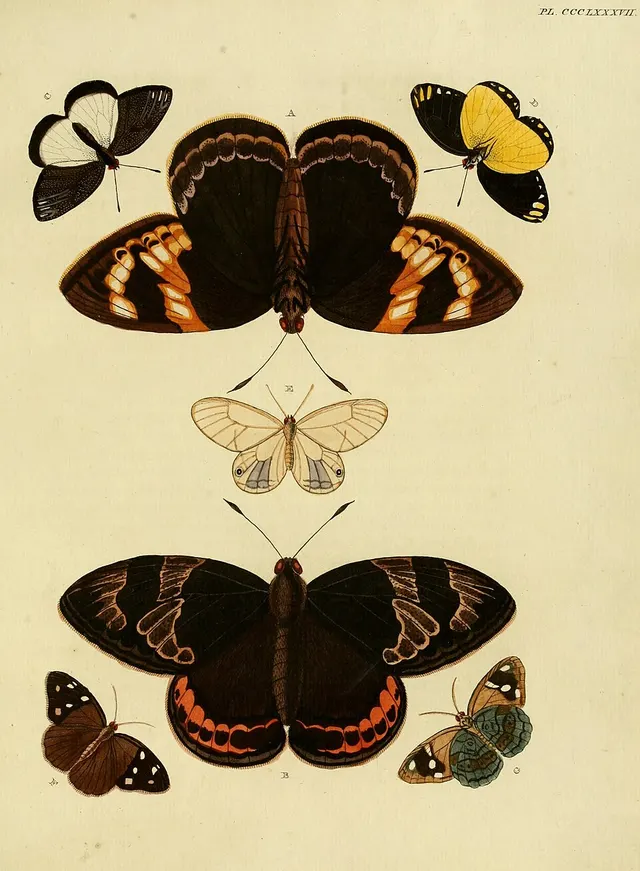 Delias dorimene