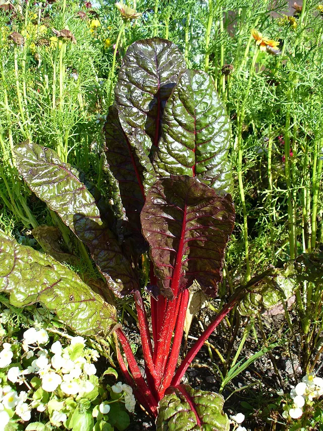 Chard