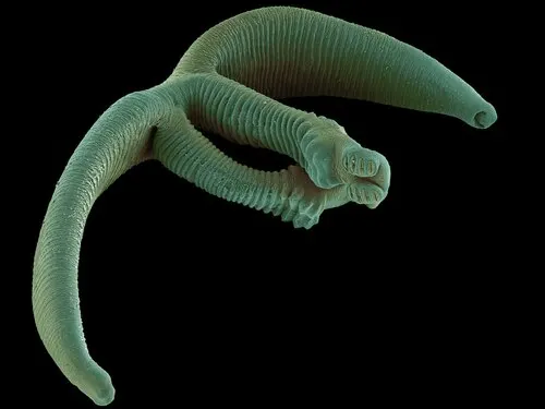 Diplozoidae