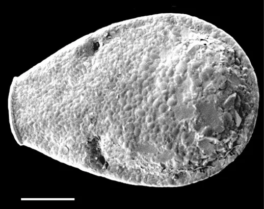 Porosia