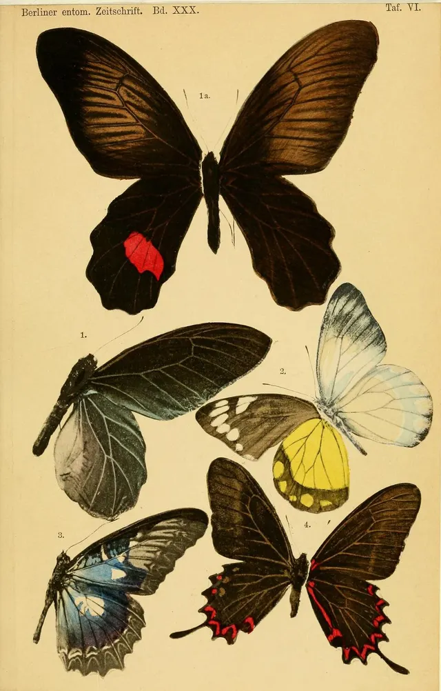 Delias kuhni