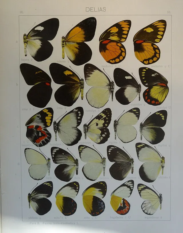 Delias caeneus