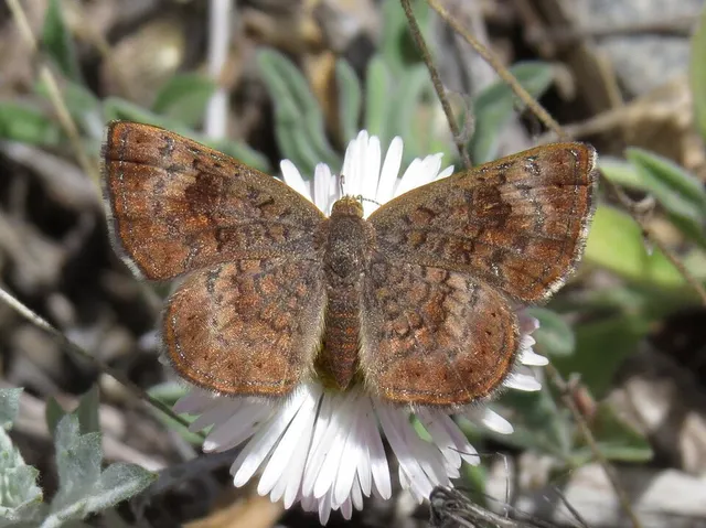 Calephelis rawsoni