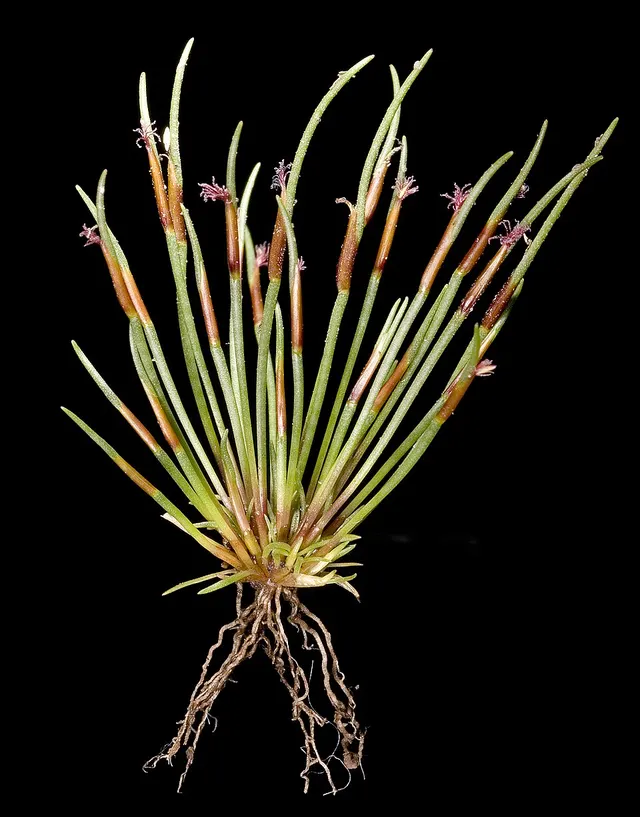 Centrolepis polygyna