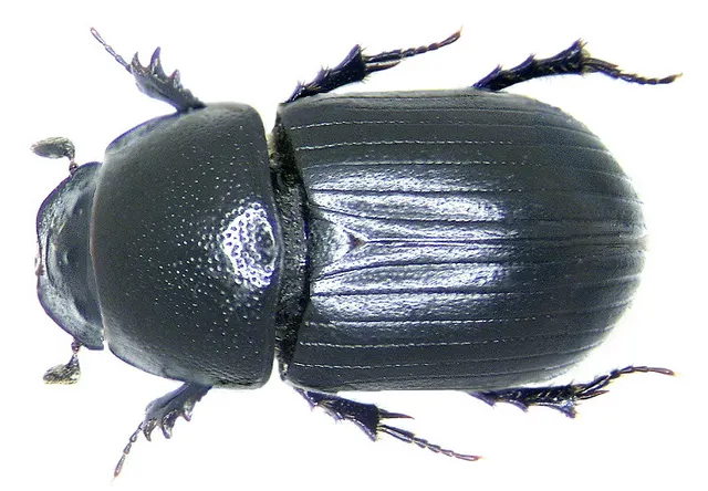 Agrilinus ater