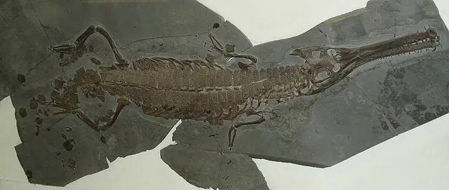 Teleosauridae