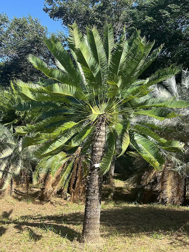 Cycas conferta