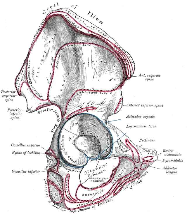 Épine iliaque postérieure et inférieure