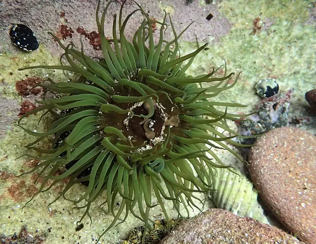 Aulactinia veratra