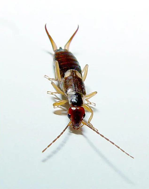 Forficulidae