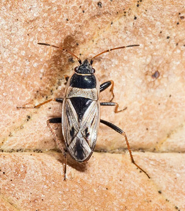 Xanthochilus