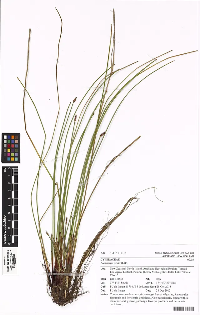Eleocharis acuta