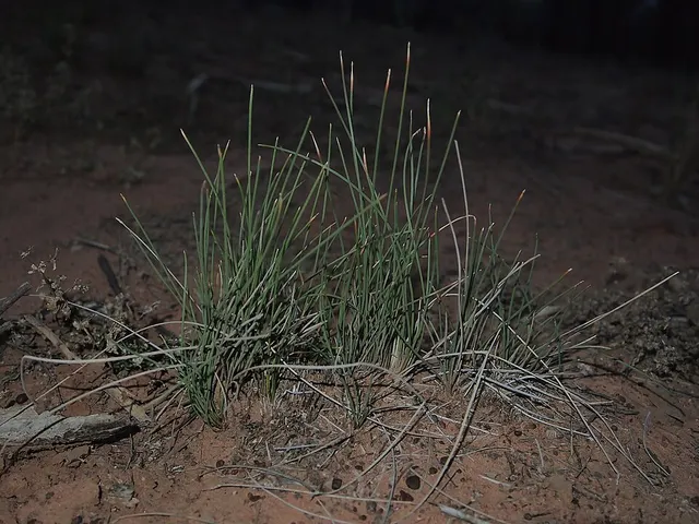 Eleocharis pallens