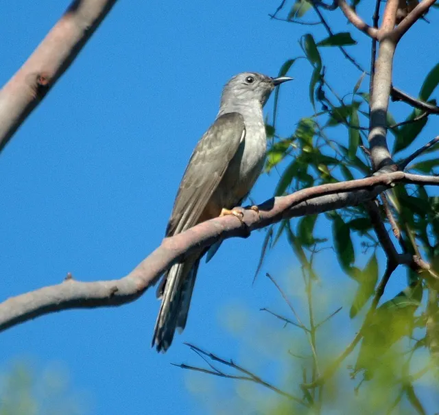 Sahul brush cuckoo