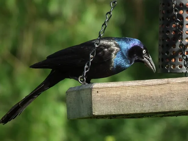 Grackle