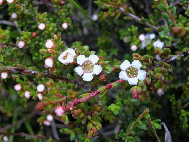 Baeckea gunniana