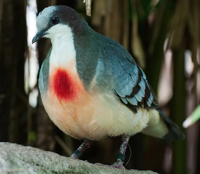 Gallicolumba