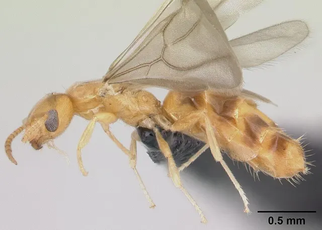 Plagiolepis alluaudi