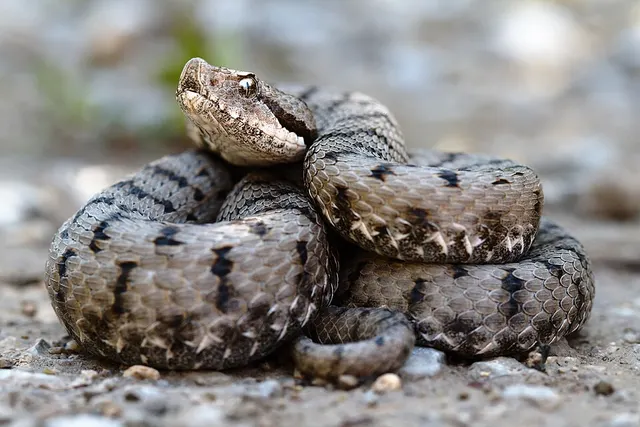 Snake detection theory