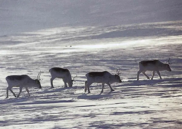 Peary caribou