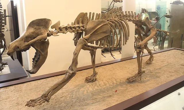 Amphicyon