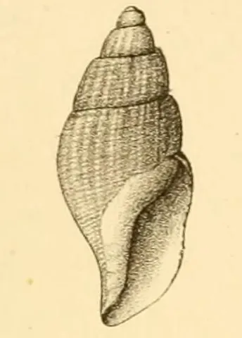 Propebela luetkeana