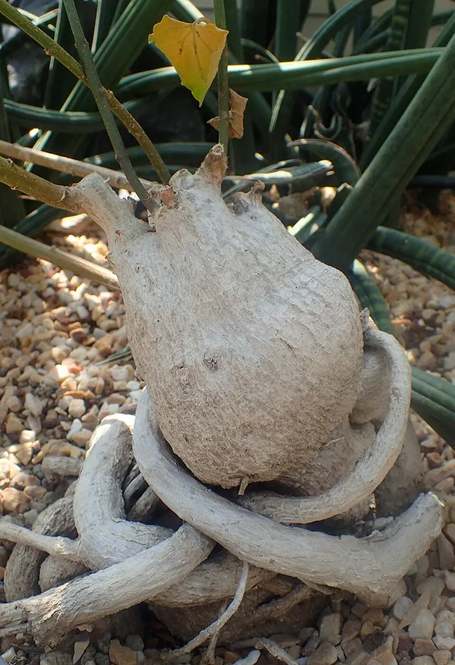 Ipomoea platensis