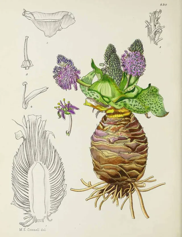 Mary Elizabeth Connell