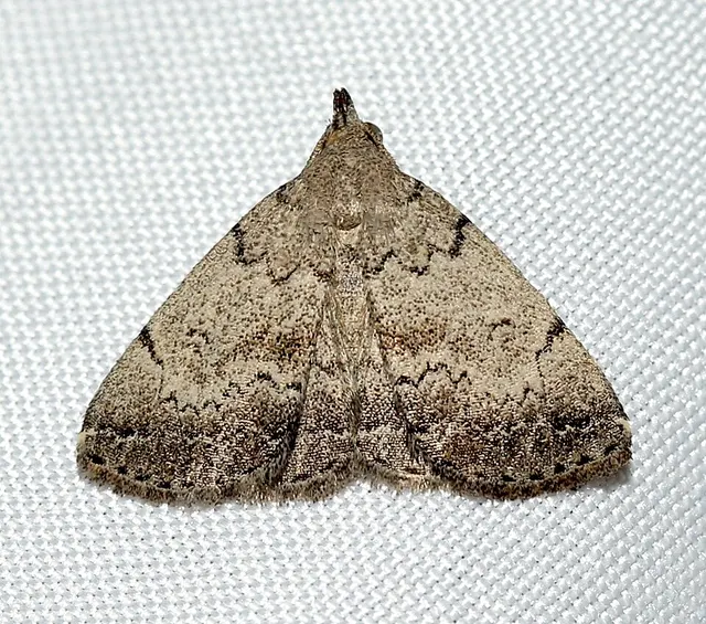 Zanclognatha theralis