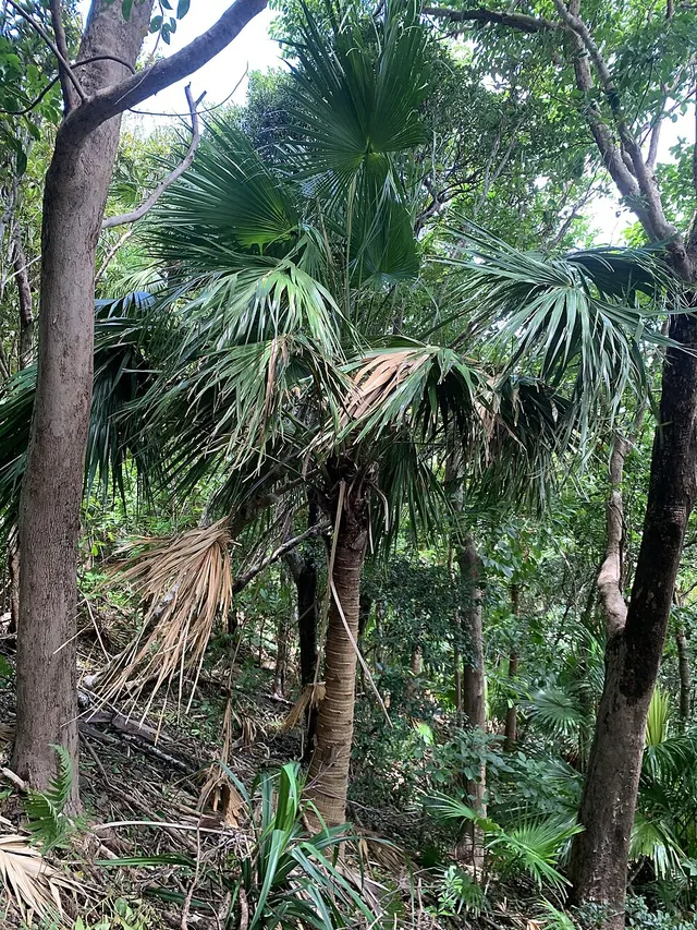 Livistona boninensis